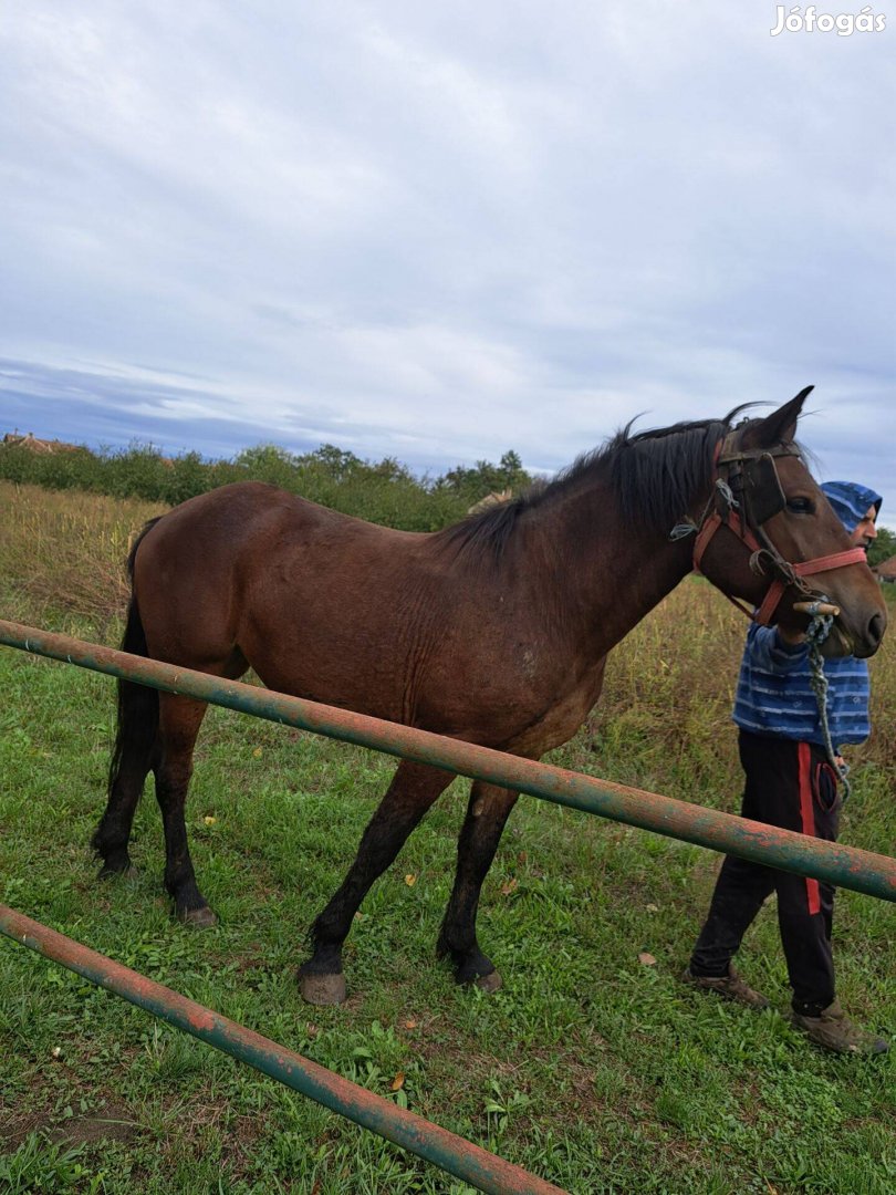 Eladó 2 éves kanca