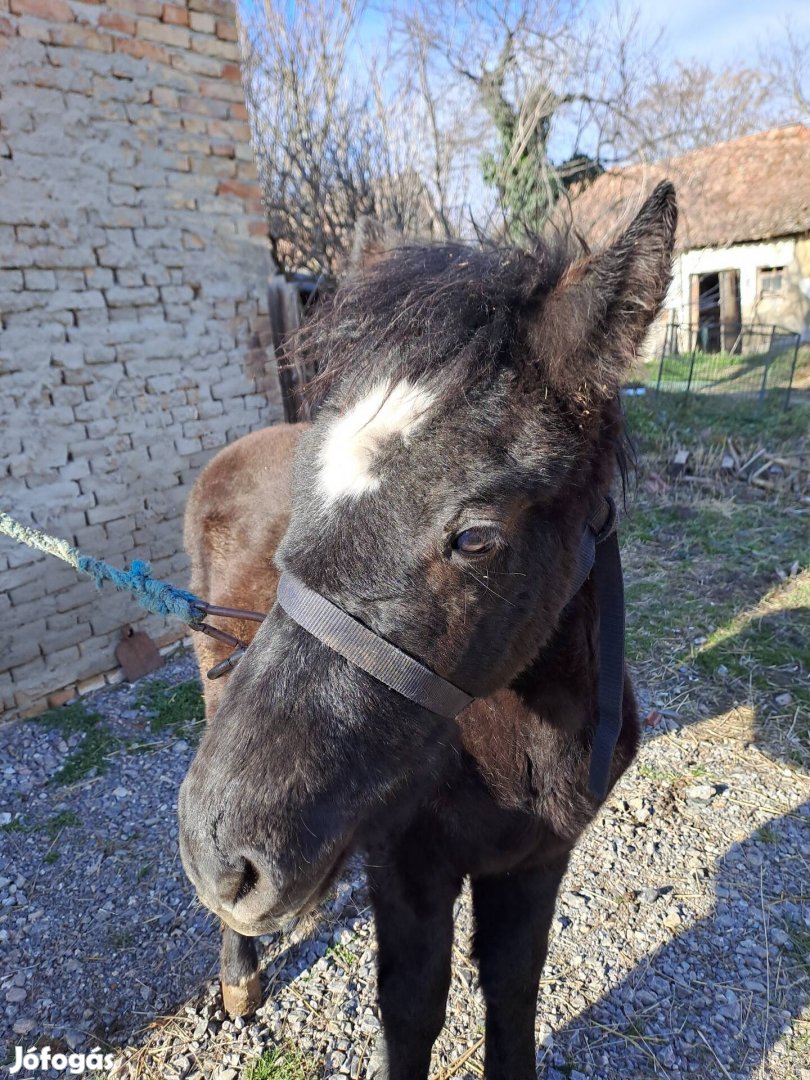 Eladó 2 sodrót csödör csikó