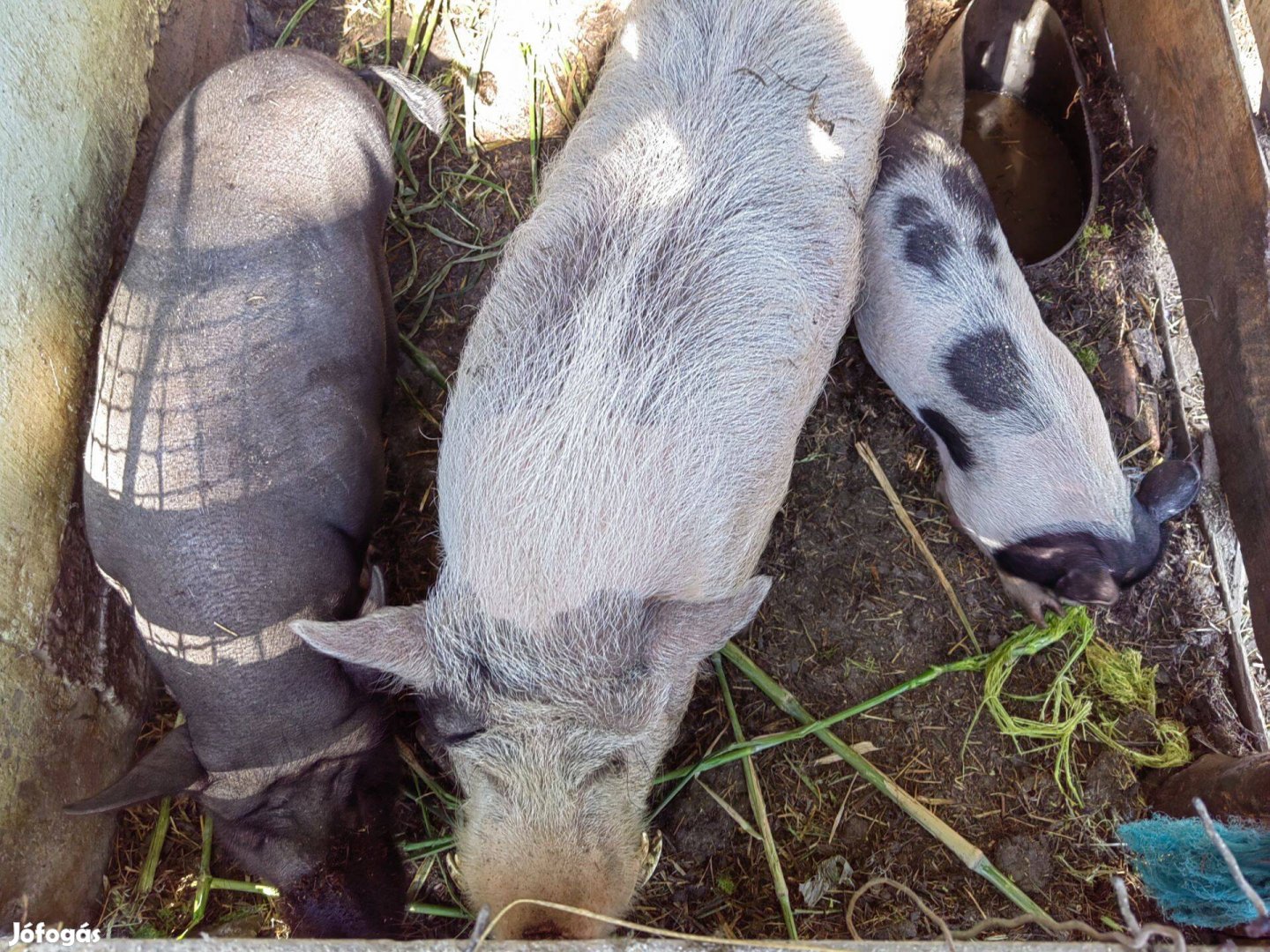 Eladó 2db 70kg csüngö ötvenezerért