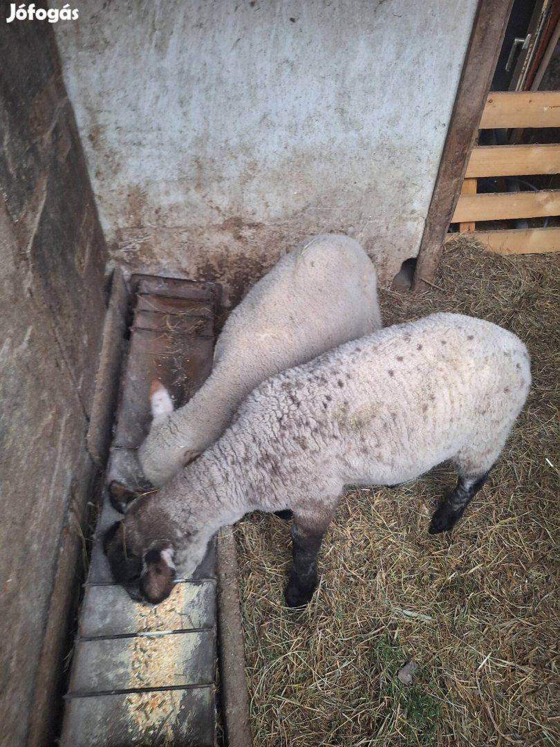 Eladó 2db barany