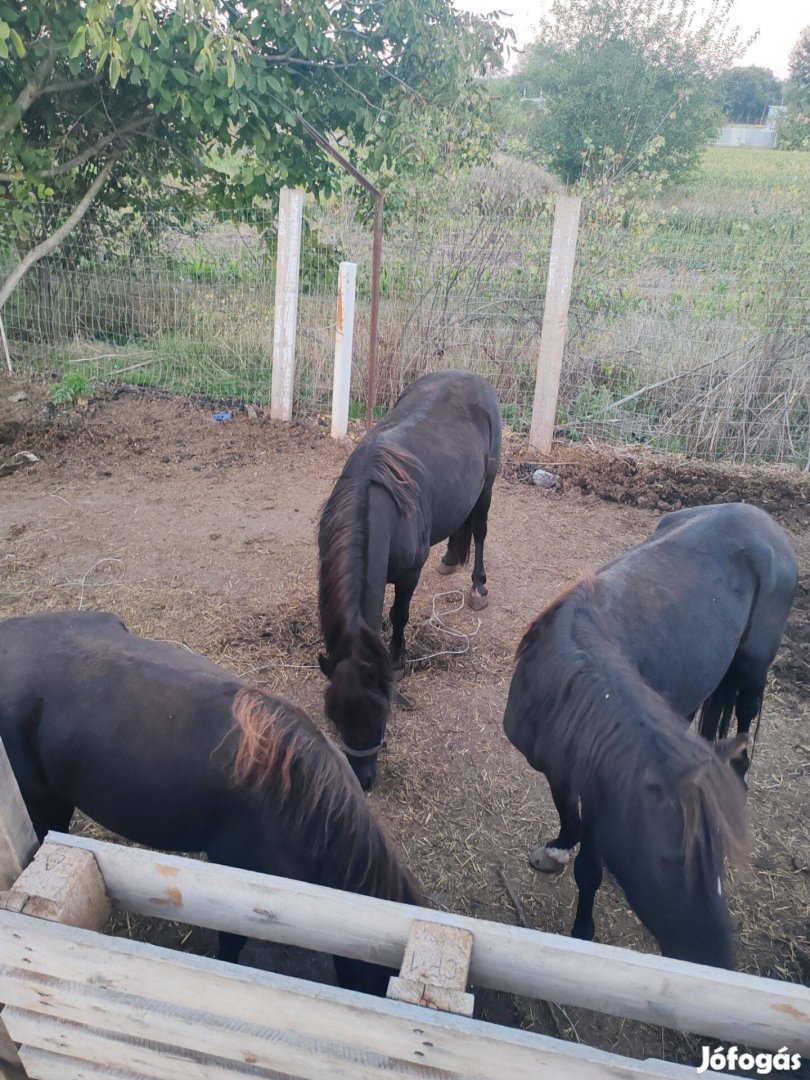 Eladó 2db kanca póni meg 1db csődör