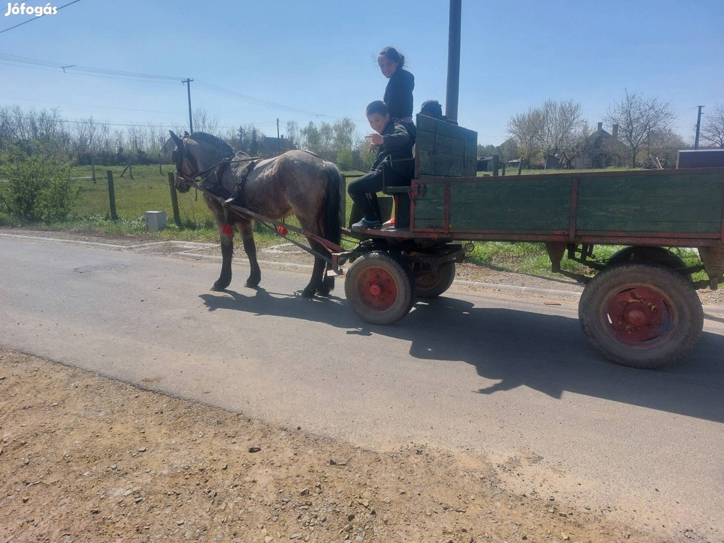Eladó 2éves csikó