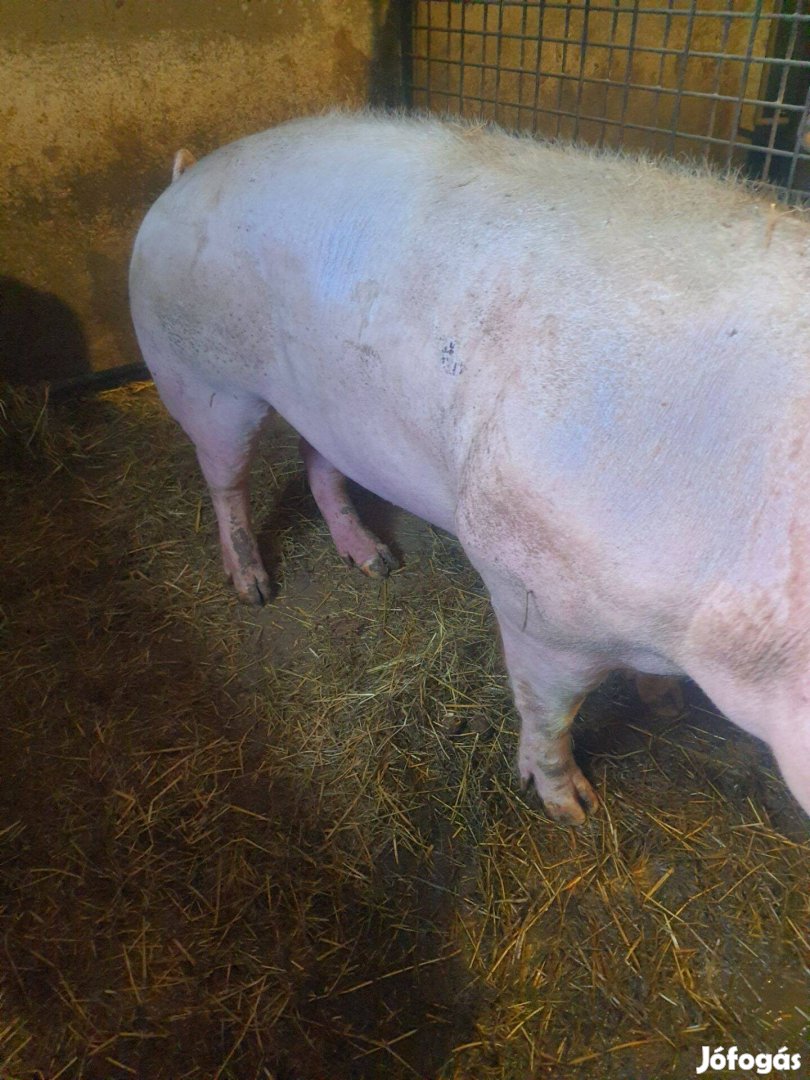 Eladó 300kg-os hízó