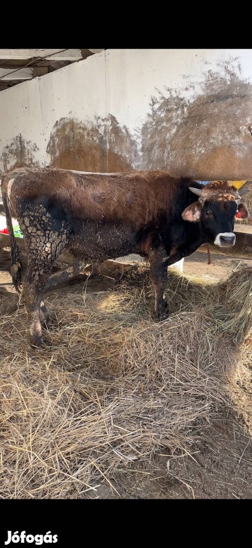 Eladó 350kg bika borju szarvasmarha üsző tehén