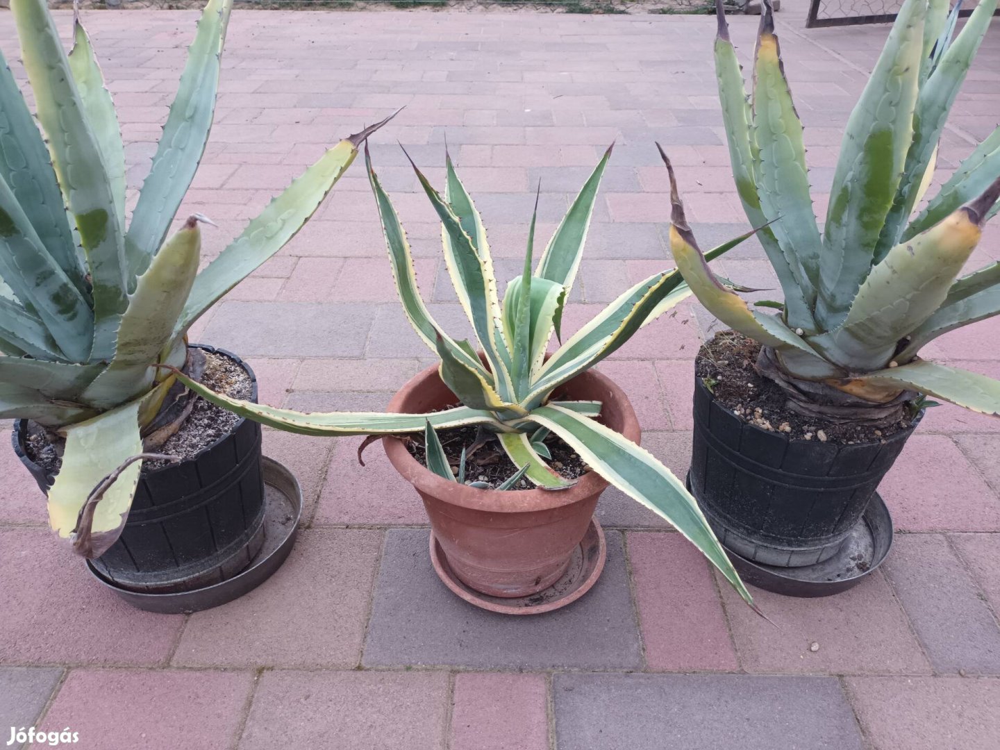 Eladó 3 darab Agave kaktusz