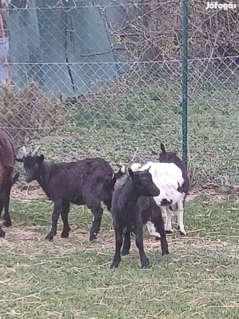 Eladó 3 egészséges kis bak kecske