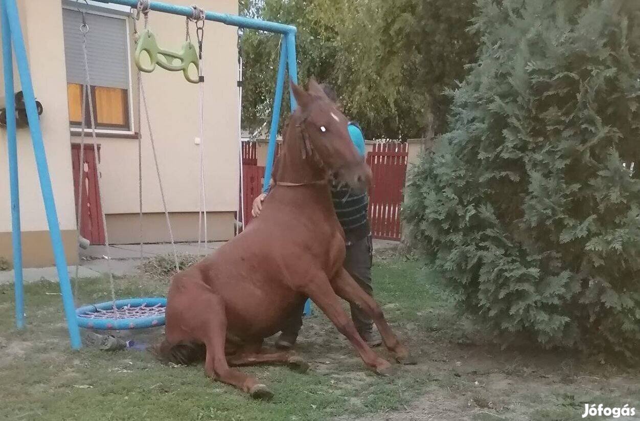 Eladó 3 éves 150 cm .szal herélt kis ló