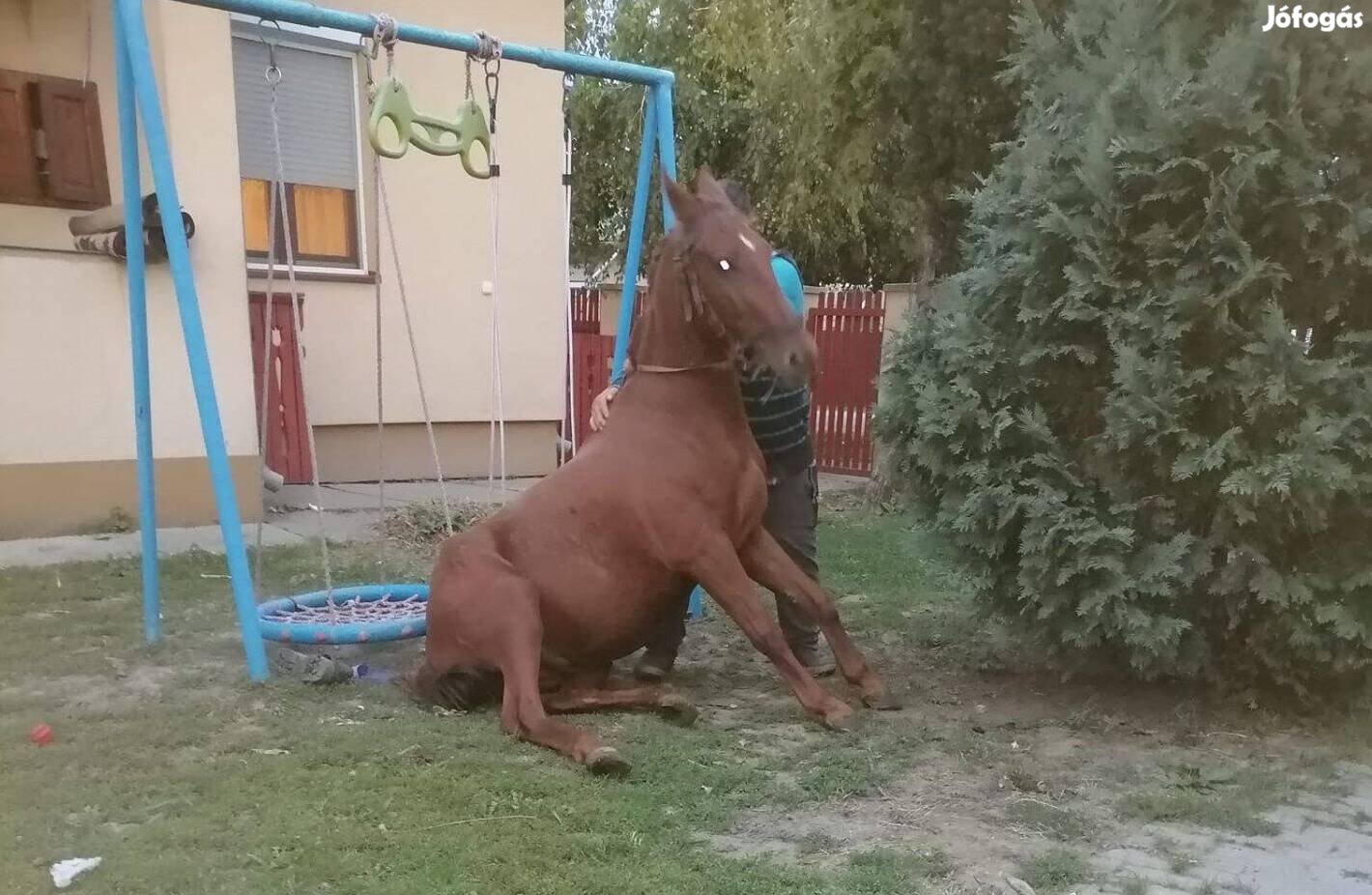 Eladó 3 éves herélt 150 cm kis ló