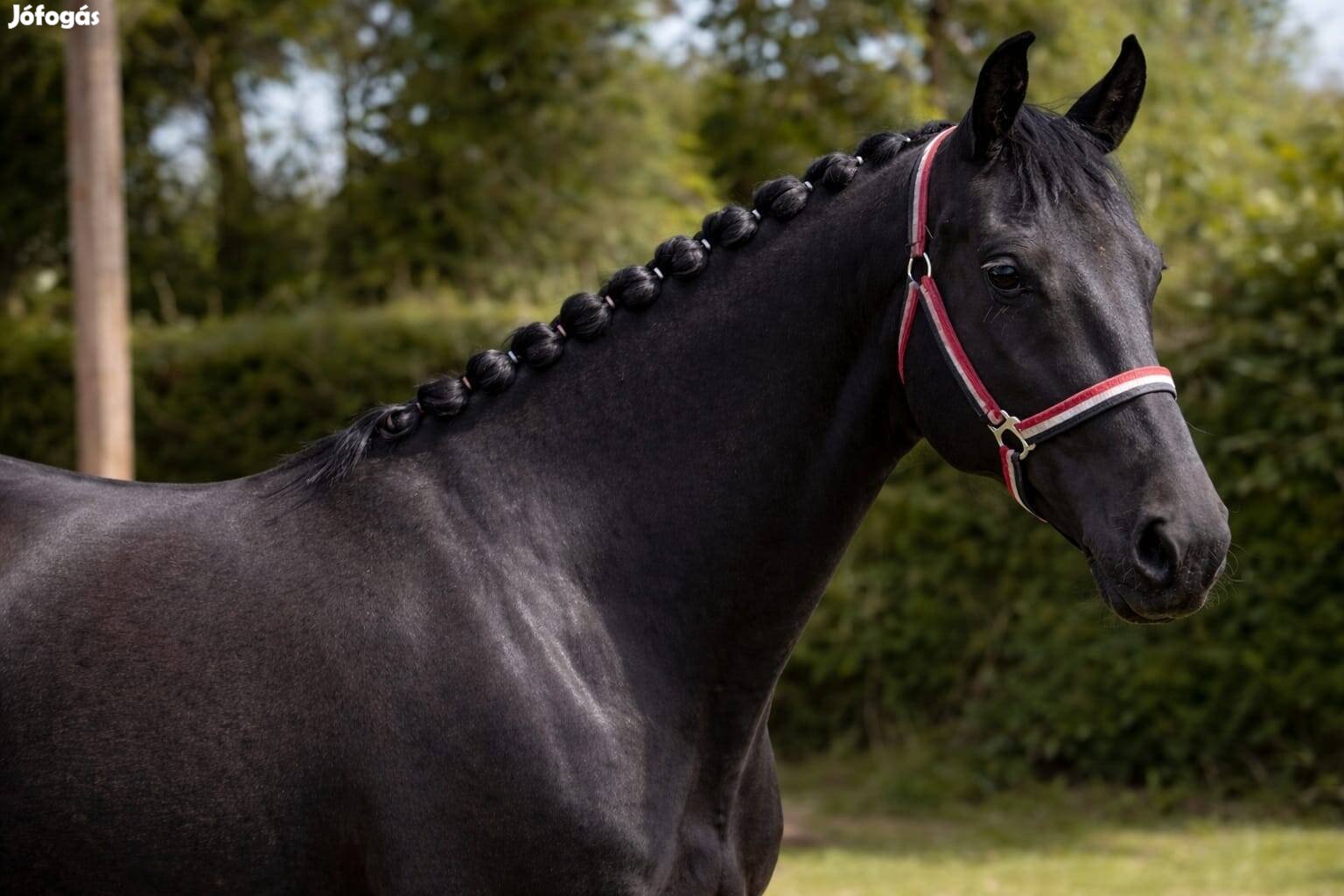 Eladó 3 éves kanca