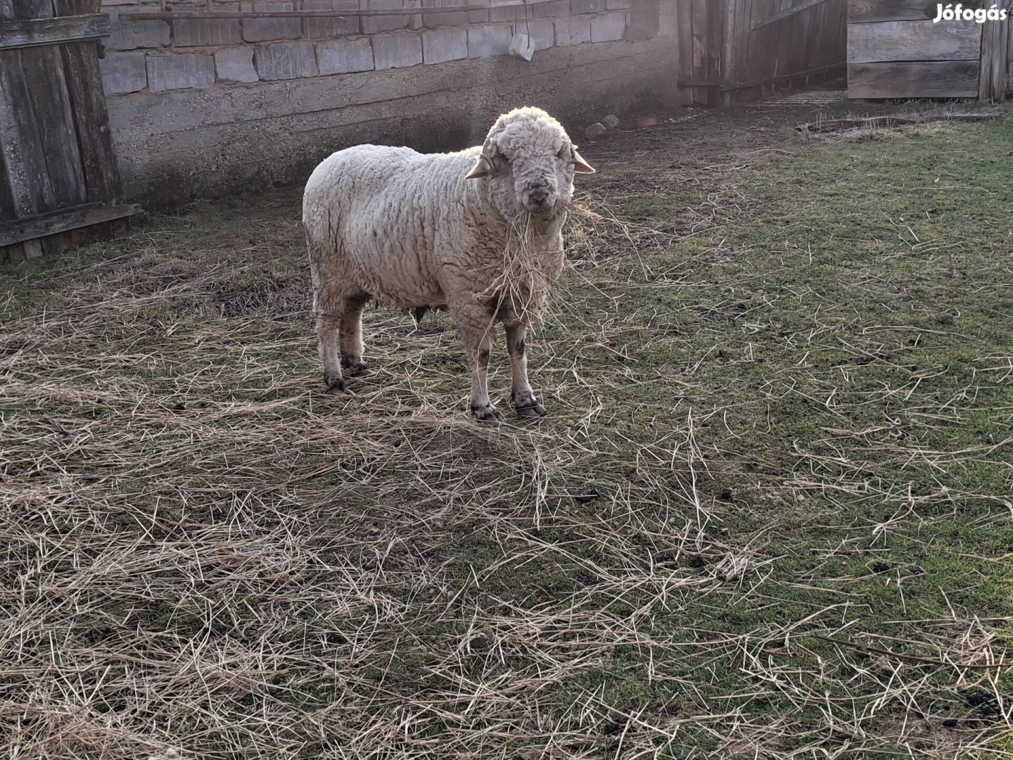 Eladó 3 éves kiváló kondicioban lévö kos bárány!