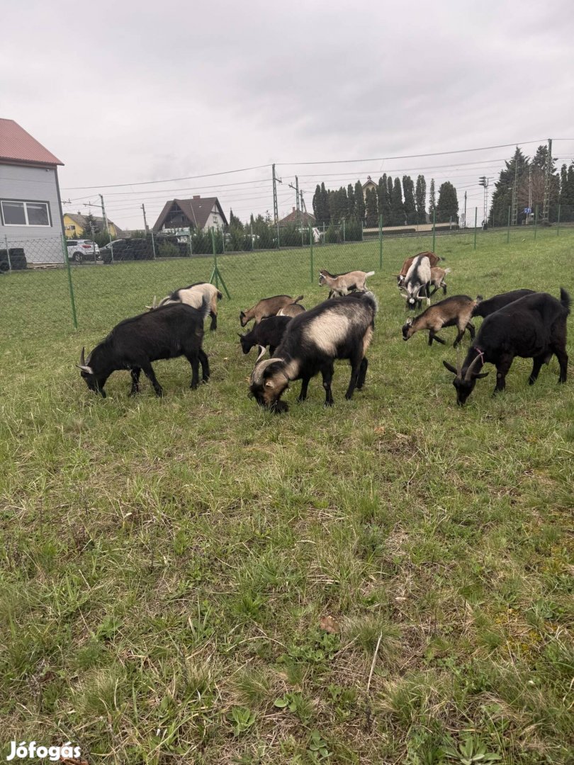 Eladó 4 db fiú kecske