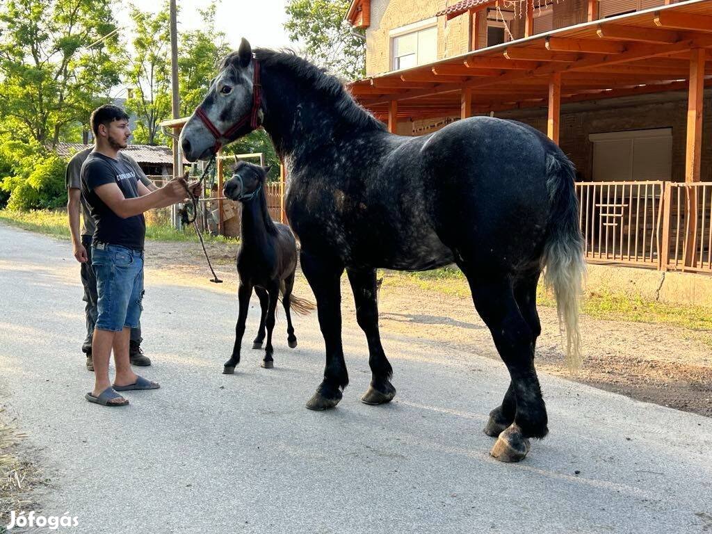 Eladó 4 éves herélt + töb db