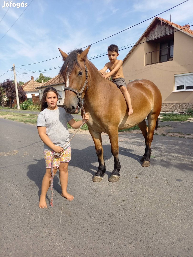 Eladó 4 éves kanca 