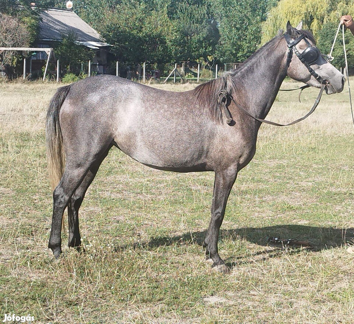 Elado 4 éves kanca póni!