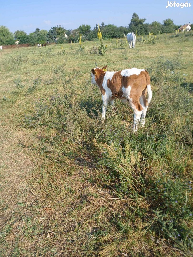 Eladó 4 hetes bika borjú 