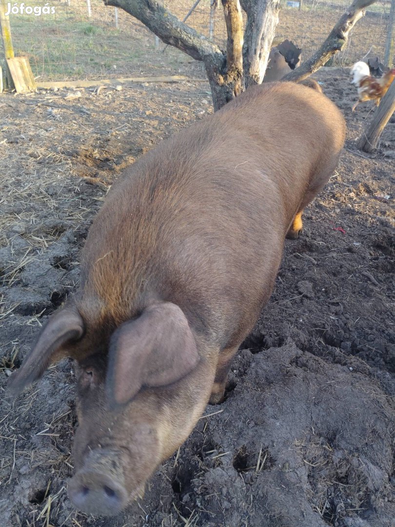 Eladó 4 mázsás disznó