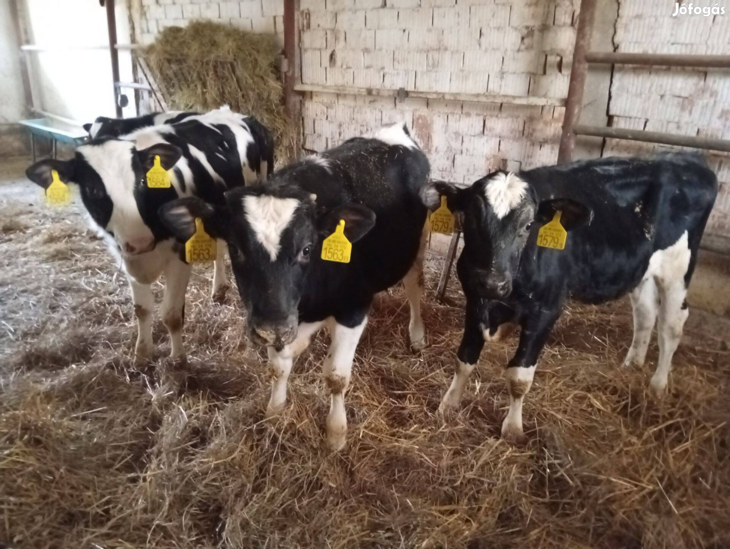 Eladó 4db holstein fríz bika