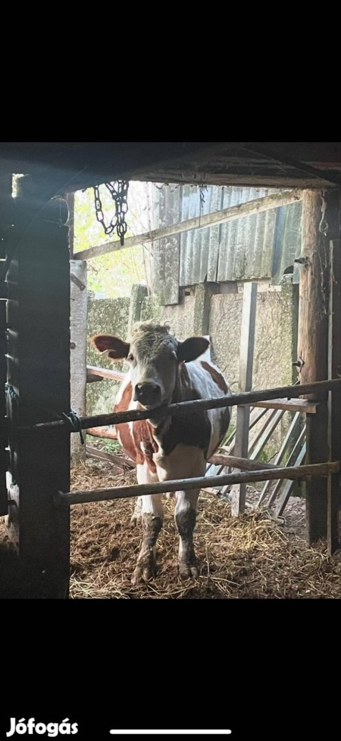 Eladó 500-600 kg közötti kettőshasznú magyartarka bika