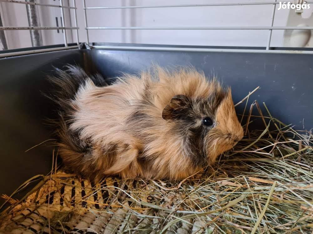 Eladó 5-6 hetes kislány tengerimalacok