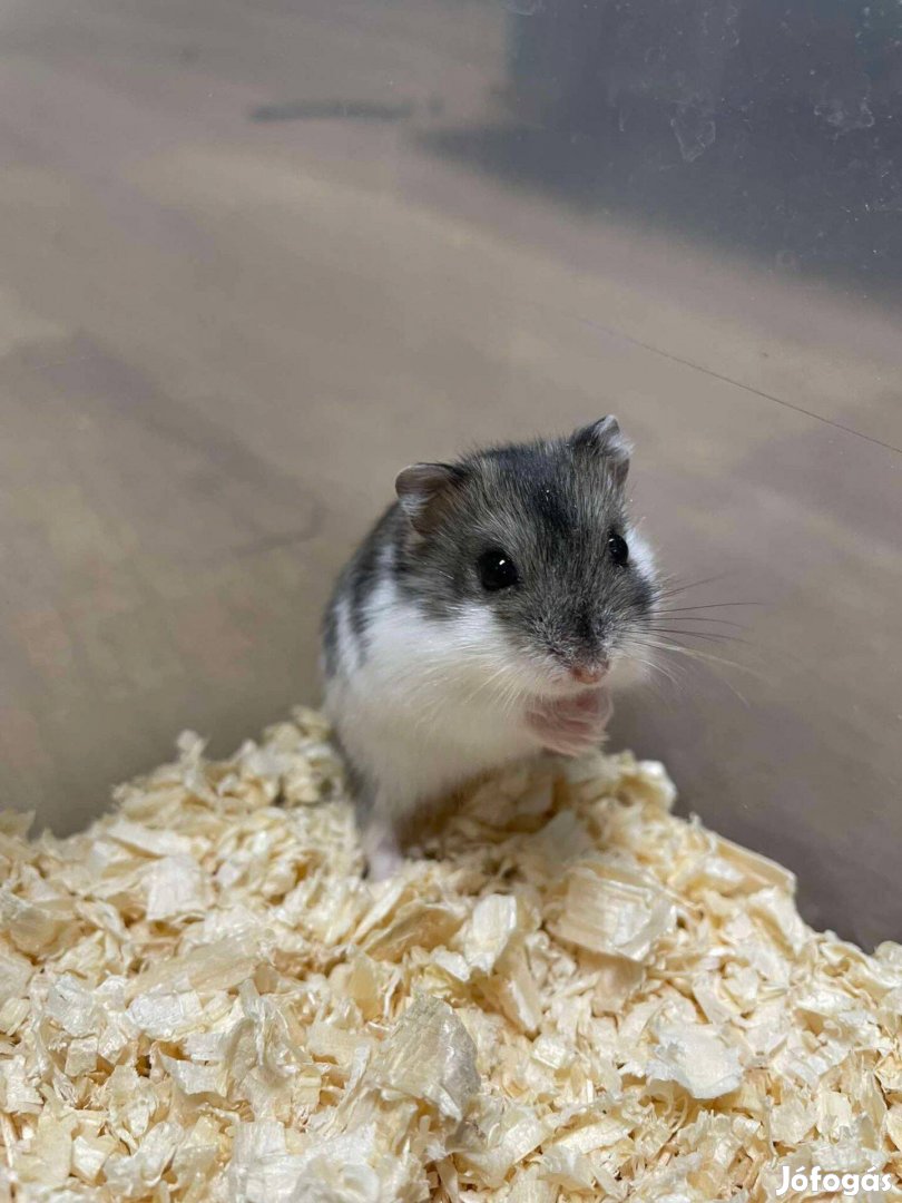 Eladó 5-6 hetes törpehörcsögök