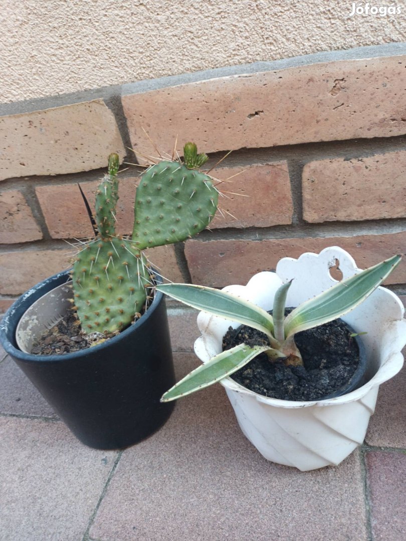 Eladó 5 darab kaktusz