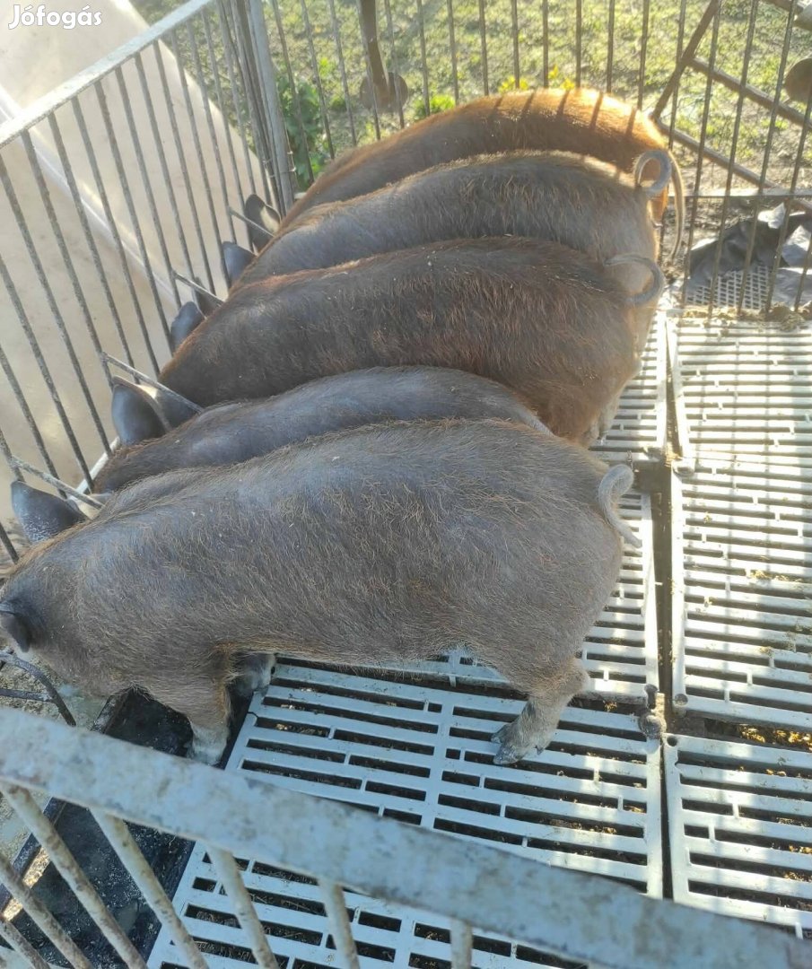 Eladó 5 darab malac!