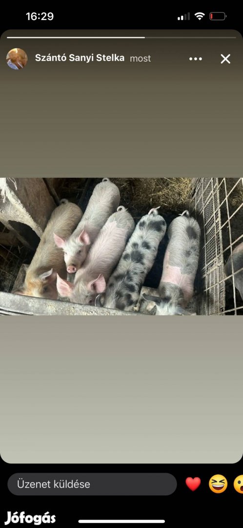 Eladó 5 darab süldő