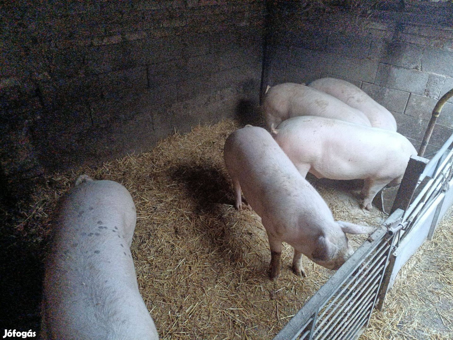 Eladó 5 db F1 Pietrain hízó sertés!