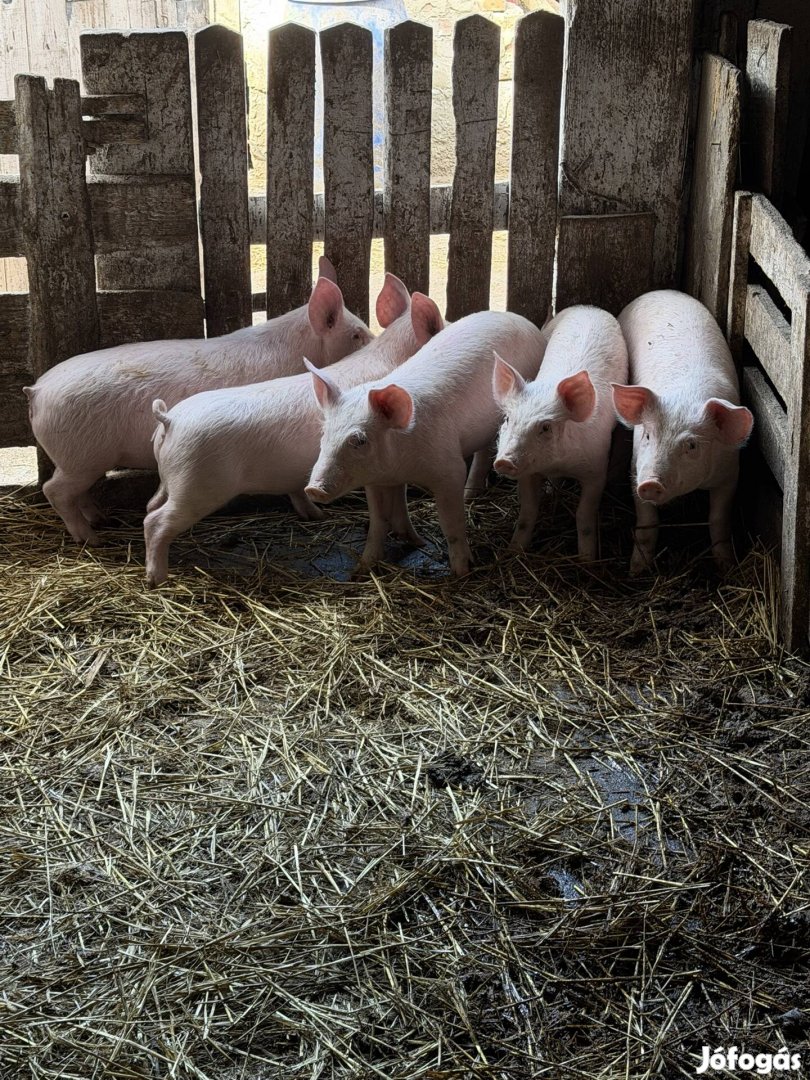 Eladó 5 db malac 20-22 kg
