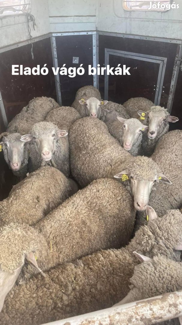 Eladó 5 db vágó birka 