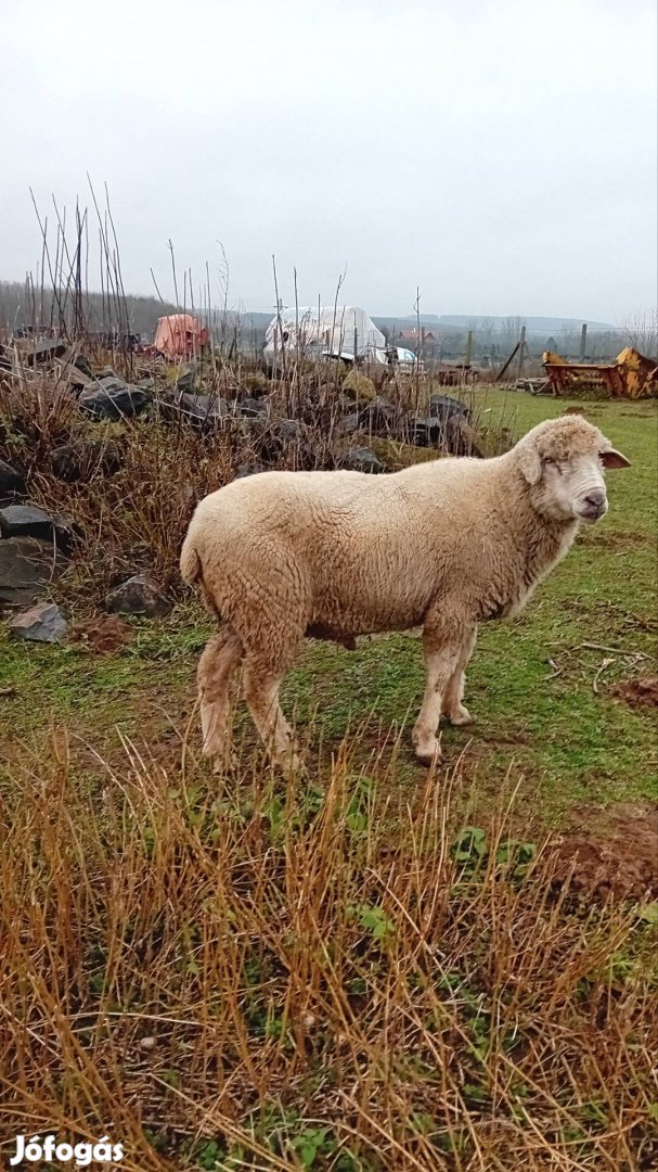 Eladó 5 éves aktív kos