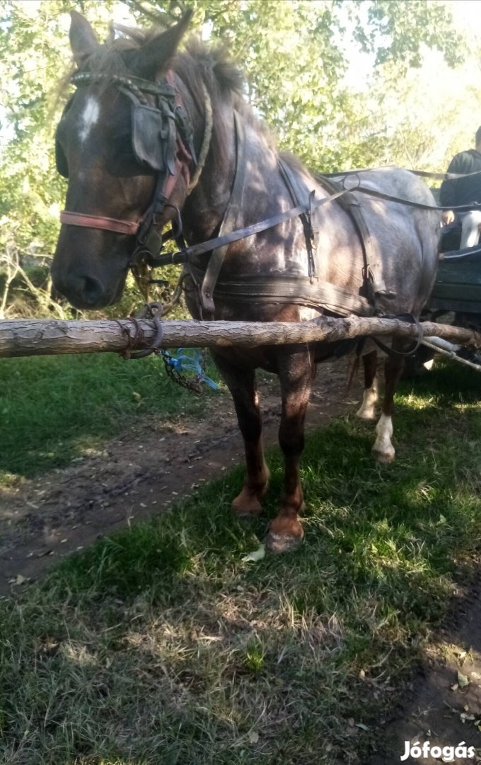 Eladó 5 éves hasas kanca 5 hónapos csődőr csikójával 