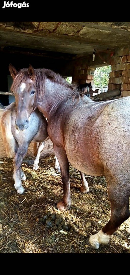 Eladó 5 éves hasas kanca csikójával