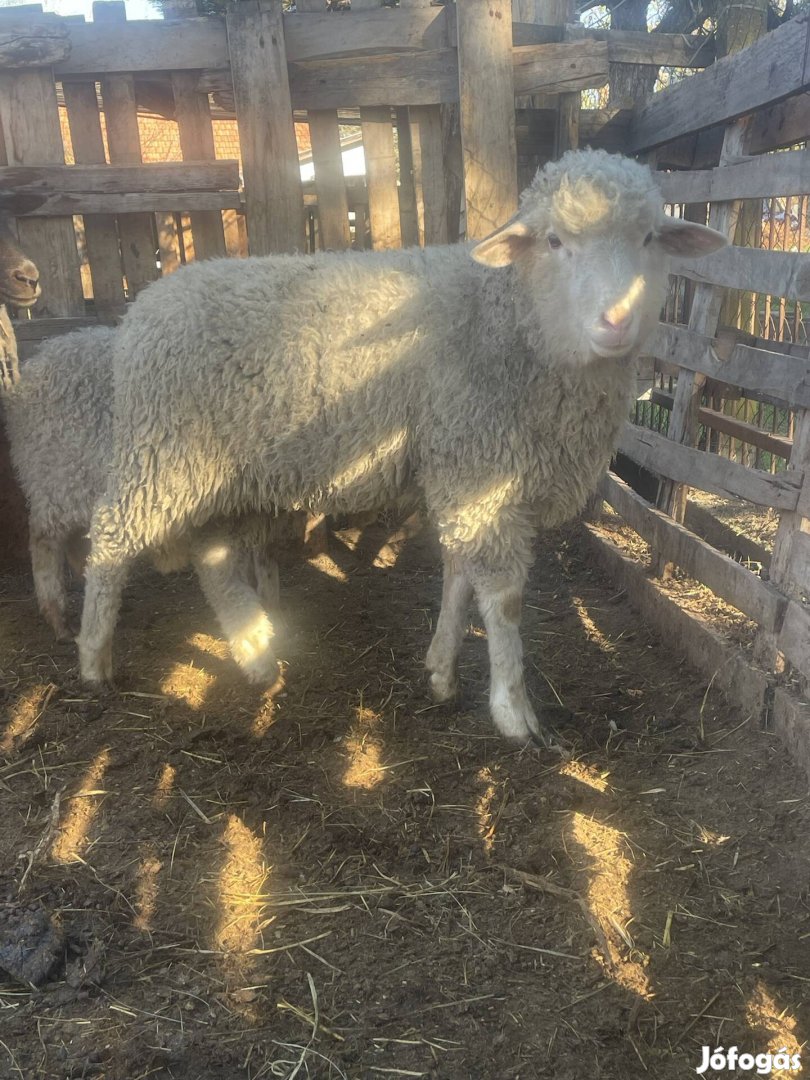 Eladó 5db bárány
