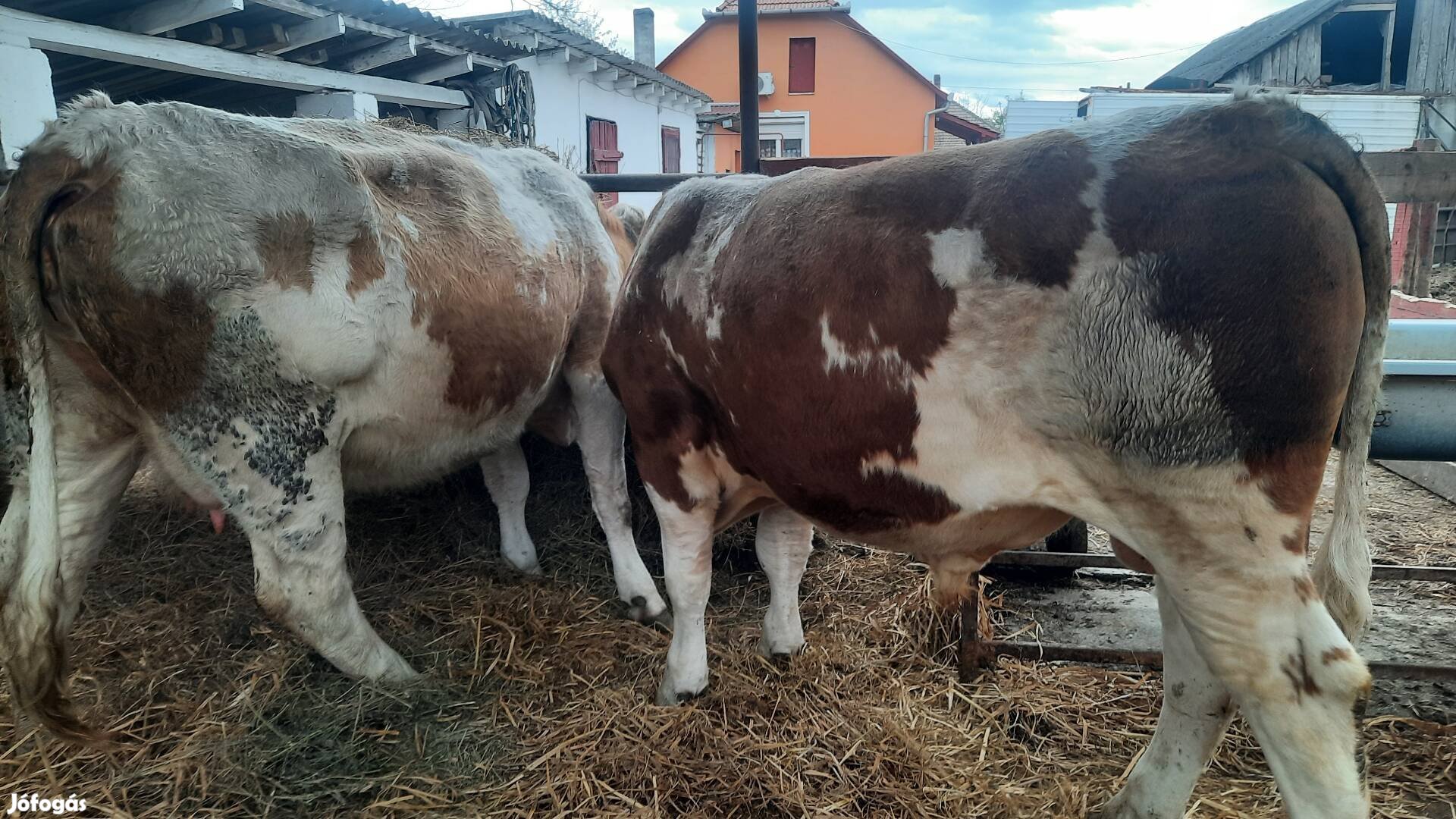 Eladó 5éves hasas tehén 15hónapos bika