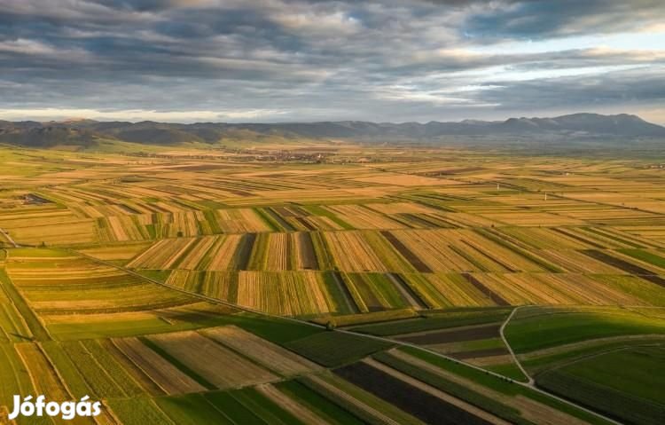 Eladó 6.51 ha szántó, Hajdúszoboszló