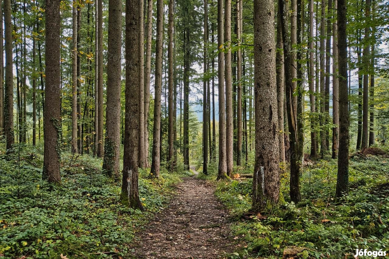 Eladó 6,7864 ha erdő Zala megyében