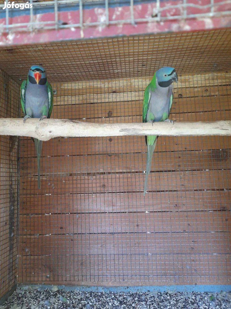 Eladó 6 éves kína papagáj pár