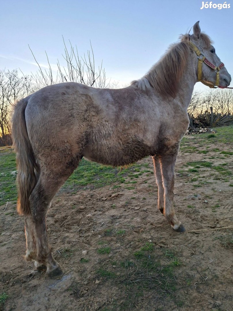 Eladó 6 hónapos csikó