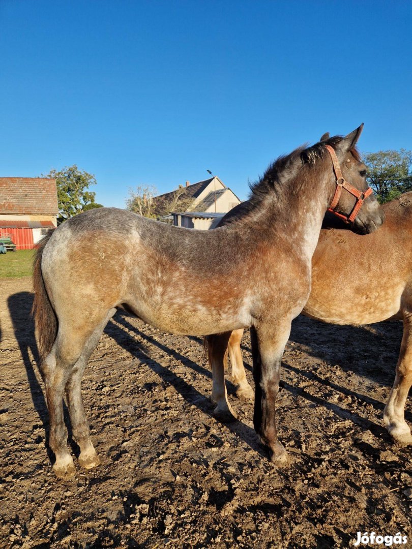 Eladó 6 hónapos kanca csikó