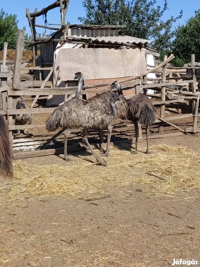 Eladó 6db emu