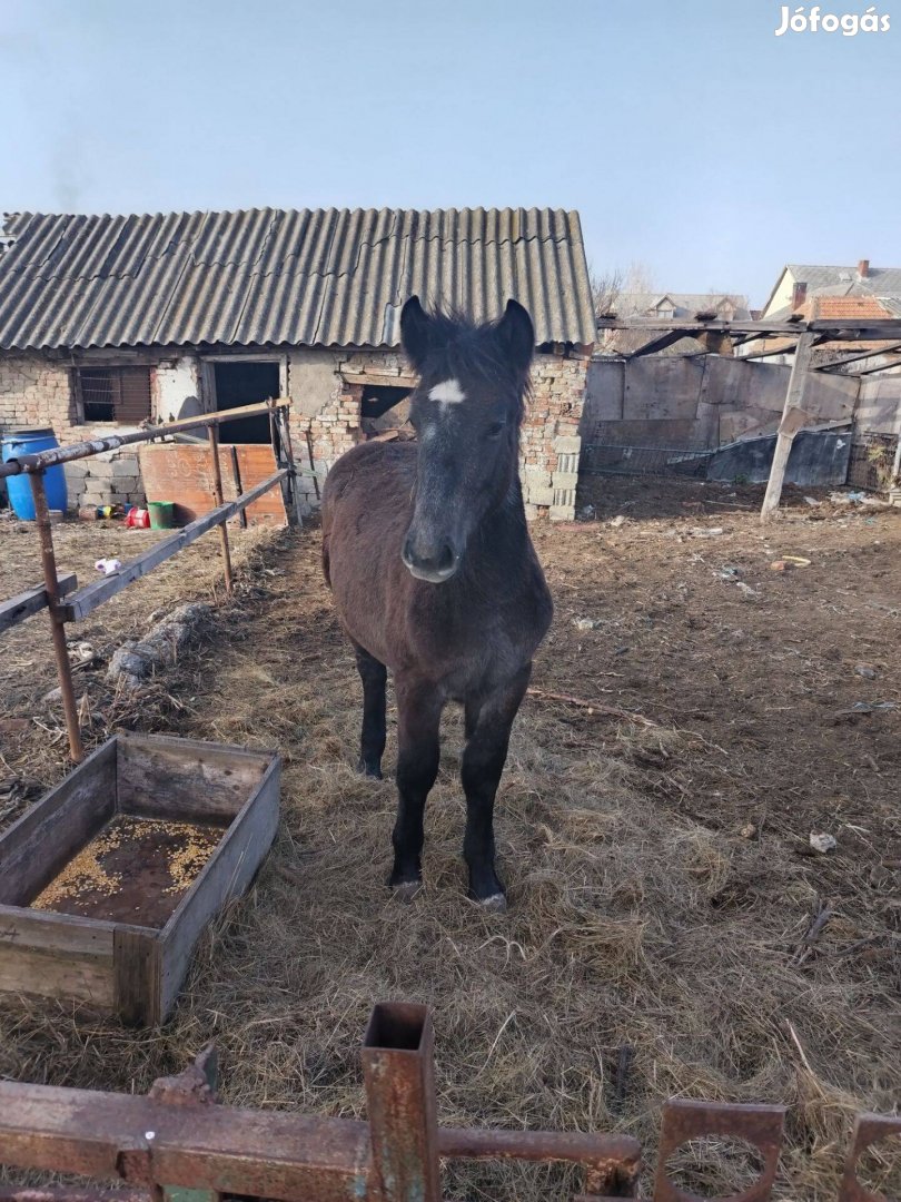 Eladó 6hónapos csikó