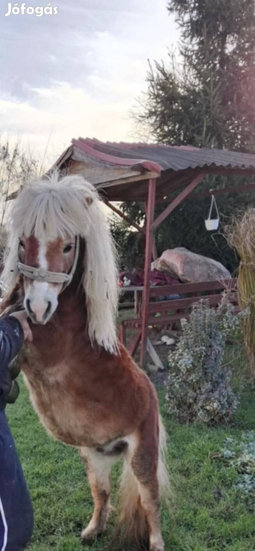 Eladó 7 éves gyermekbarát póni ló 85 cm magas helyileg Bagamérban