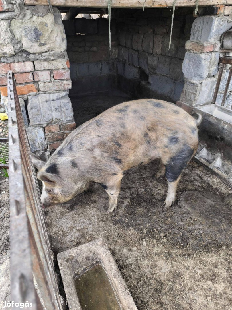 Eladó 7 hónapos hizo