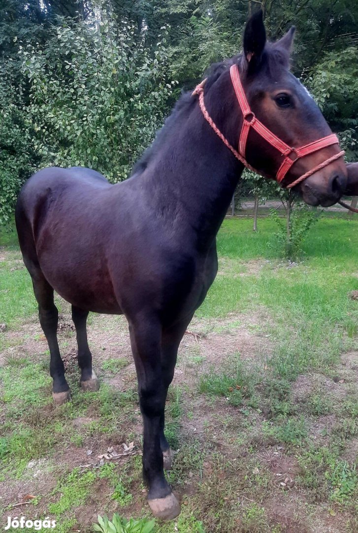 Eladó 7 hónapos sodrott csődör csikó