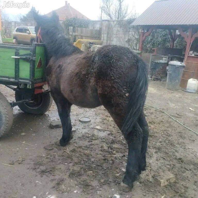 Eladó 7hónapos csődör csikó köthető