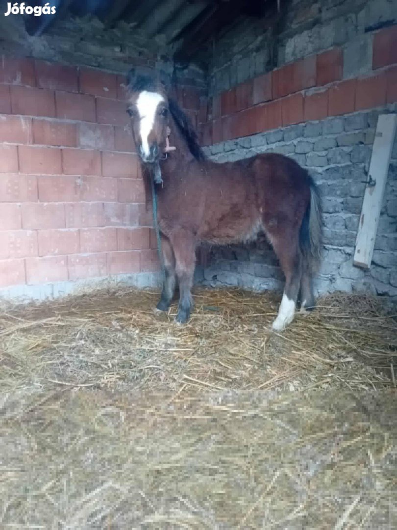 Eladó 7honapos póni csődör csikó 