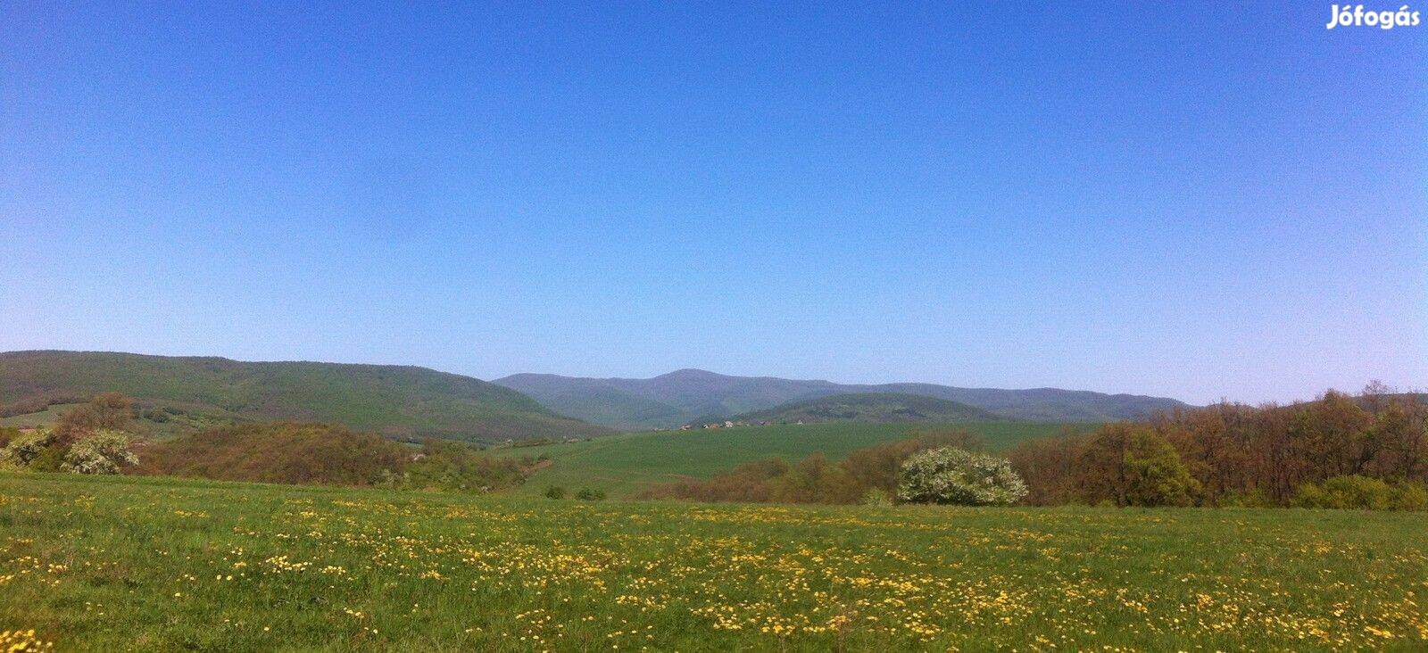 Eladó 8000m2 telek a Dunakanyarban