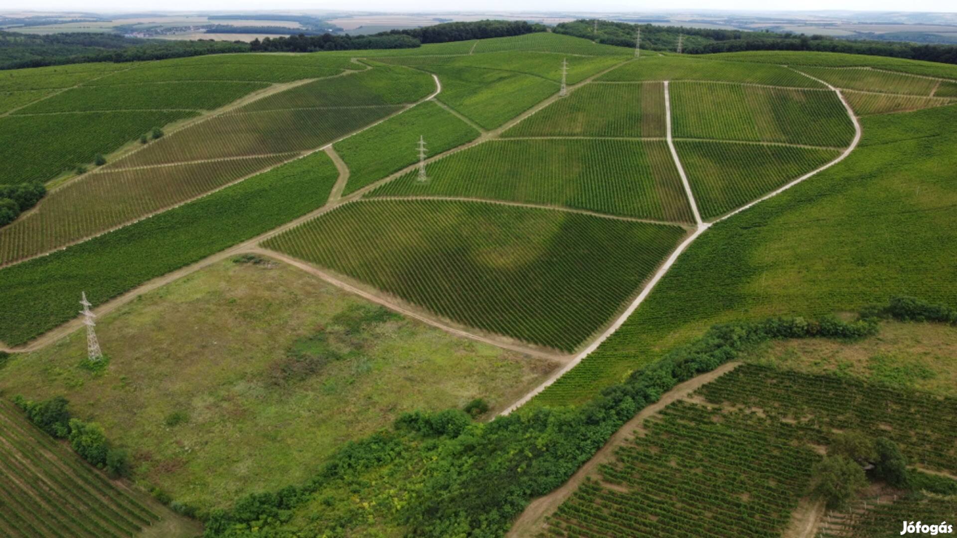 Eladó 8,2 ha Szőlőterület a Villányi Borvidéken