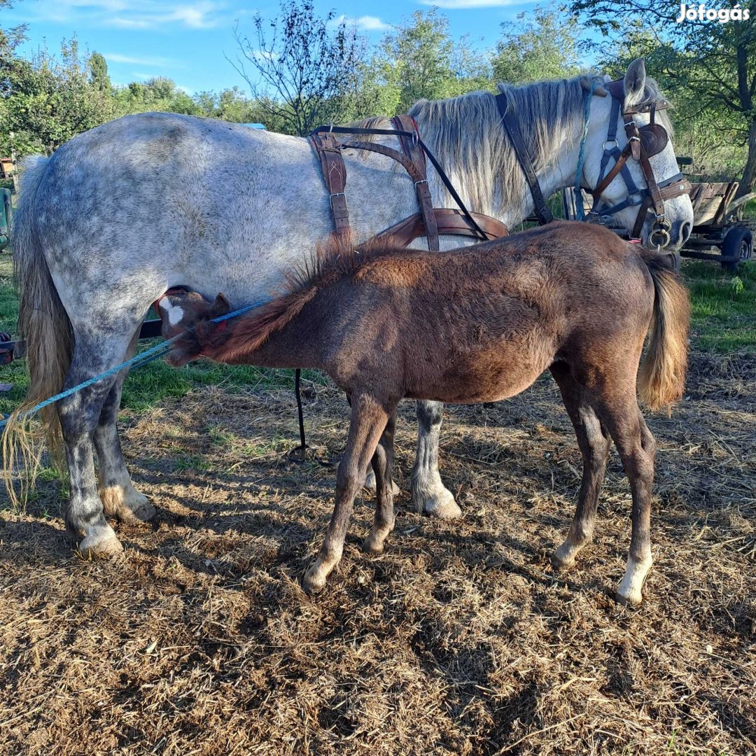 Eladó 8 éves kanca 4 hónapos kanca csikóval.